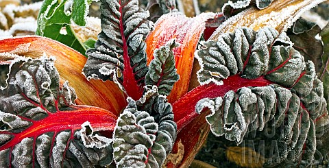 Red_swiss_chard_frosted