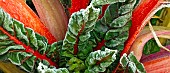 Red swiss chard frosted