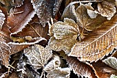 Frosted fallen leaves