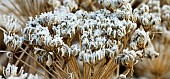 Perennial seed heads with severe frost