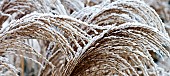 Seed heads of ornamental grass frosted