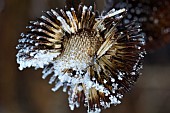 Echinops ritro frost on seed head