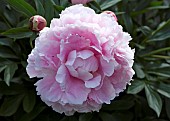 Paeonia Peony Pink Giant