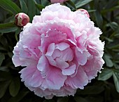 Paeonia Peony Pink Giant