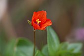 Anagallis arvensis Scarlet Pimpernel