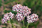 Achillea millefolium Asteraceae Yarrow