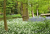 Bluebell Wood Wild Garlic