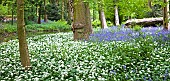 Bluebell Wood Wild Garlic