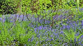 Decidous Woodland with bluebells and Beech Trees