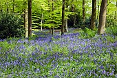 Decidous Woodland with bluebells and Beech Trees