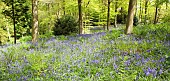 Decidous Woodland with bluebells and Beech Trees
