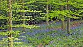 Decidous Woodland with bluebells and Beech Trees