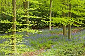 Decidous Woodland with bluebells and Beech Trees