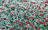 Frosted red berries