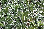 Frosted Ivy leaves