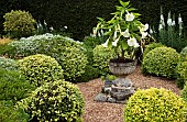 Brugmansia x Candia Datura Angels Trumpets