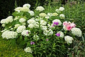 Hydrangea arborescens Annabelle