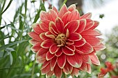 Waterlily Dahlia Garden Festival amber/yellow bicolour flowerhead at Wilkins Pleck (NGS) Whitmore Staffordshire