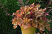 Heuchera Marmalade Coral bells