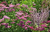 Yarrow Achillea millefolium Cerise Queen