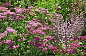 Yarrow Achillea millefolium Cerise Queen