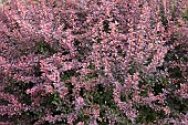 Berberis thunbergii Rose Glow