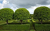 Low box hedge contains toparised Prunus Lusitanica Portugal Laurel