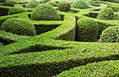 Buxus sempervirens Common Box Knot Garden, Parterre