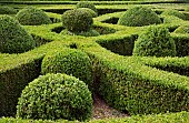 Buxus sempervirens Common Box Knot Garden, Parterre