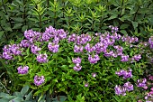 Phlox paniculata Perennial Phlox Katherine