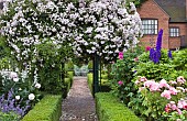 Rose arch Rosa Pauls Himalayan Musk