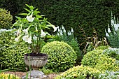 Garden Scene Mature Hedge and Borders Box Balls Containers