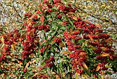 Cotoneaster x watereri Cornubia