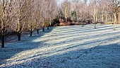 Arboretum of frosted trees