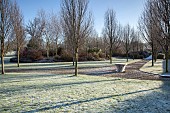 Arboretum of frosted trees