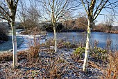 Frozen lake frosted mature shrubs and trees