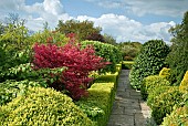 Striking red Acer Laurel box hedge