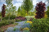 Mixed border trees shrubs underplanted with spring bulbs and flowers