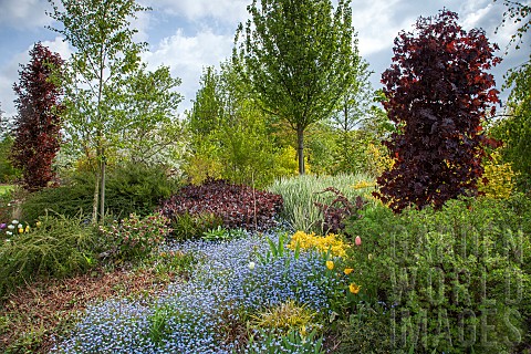 Mixed_border_trees_shrubs_underplanted_with_spring_bulbs_and_flowers
