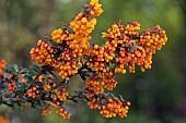 Berberis darwinii Barberry