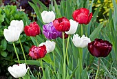 Tulips Tulipa Red, White, Purple and Burgundy