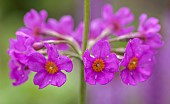 Primula pulverulenta Candelabra Primula