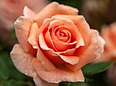 Rosa Rose Fryxotic WARM WISHES