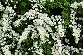 Spirea nipponica Snowmound