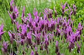 Lavandula French Lavender stoechas