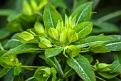 Euphorbia griffithii