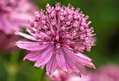 Astrantia major