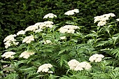 Achillea millefolium Yarrow