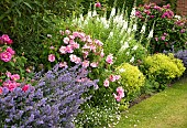 Wide border of summer flowering herbaceous perennials