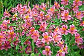 Alstroemeria Peruvian Lily